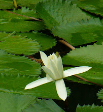 White lily6