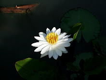 White lily15