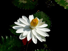 White lily17