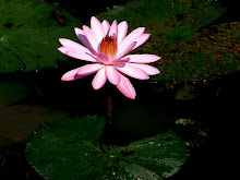 Pink lily5