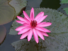 Pink lily8