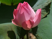 Lotus3