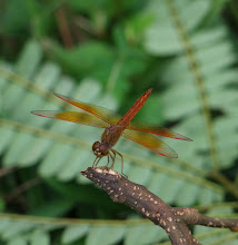 Orangy Red1