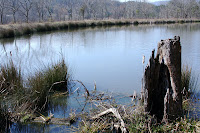 Submerged stump