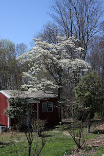 Dogwood over the studio