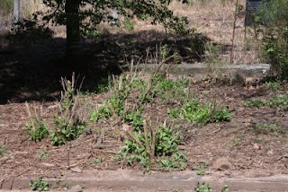 Butterfly bushes, post-crewcut