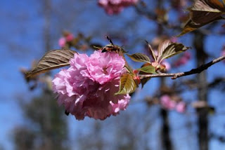 Wasp on cherry blossom