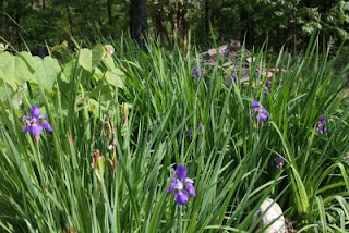 Irises