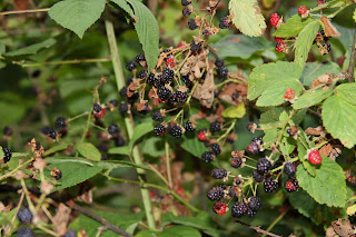 Ripe blackberries