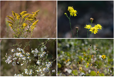 Fall flowers