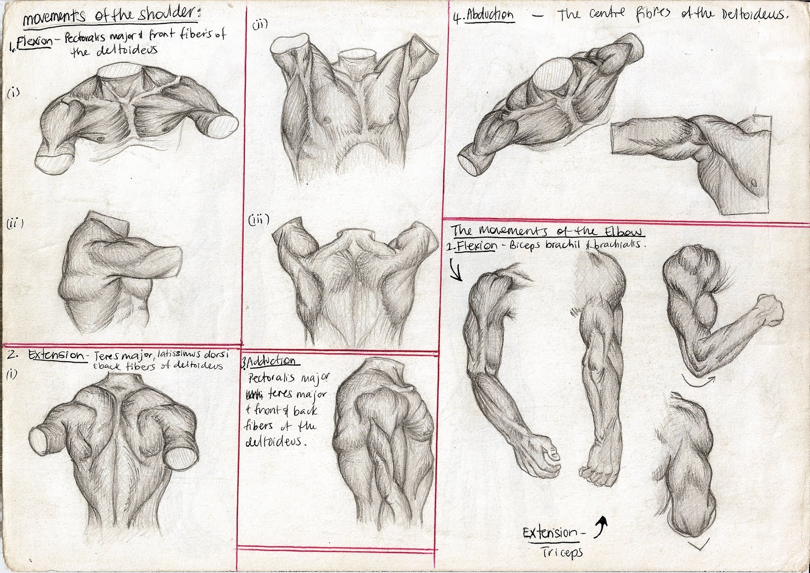 Sketches A Diagram human anatomy sketch Sketches A Diagram human anatomy sketch