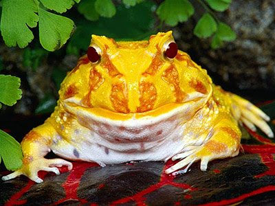 Yellow Frog