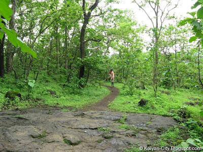 Jungle Path