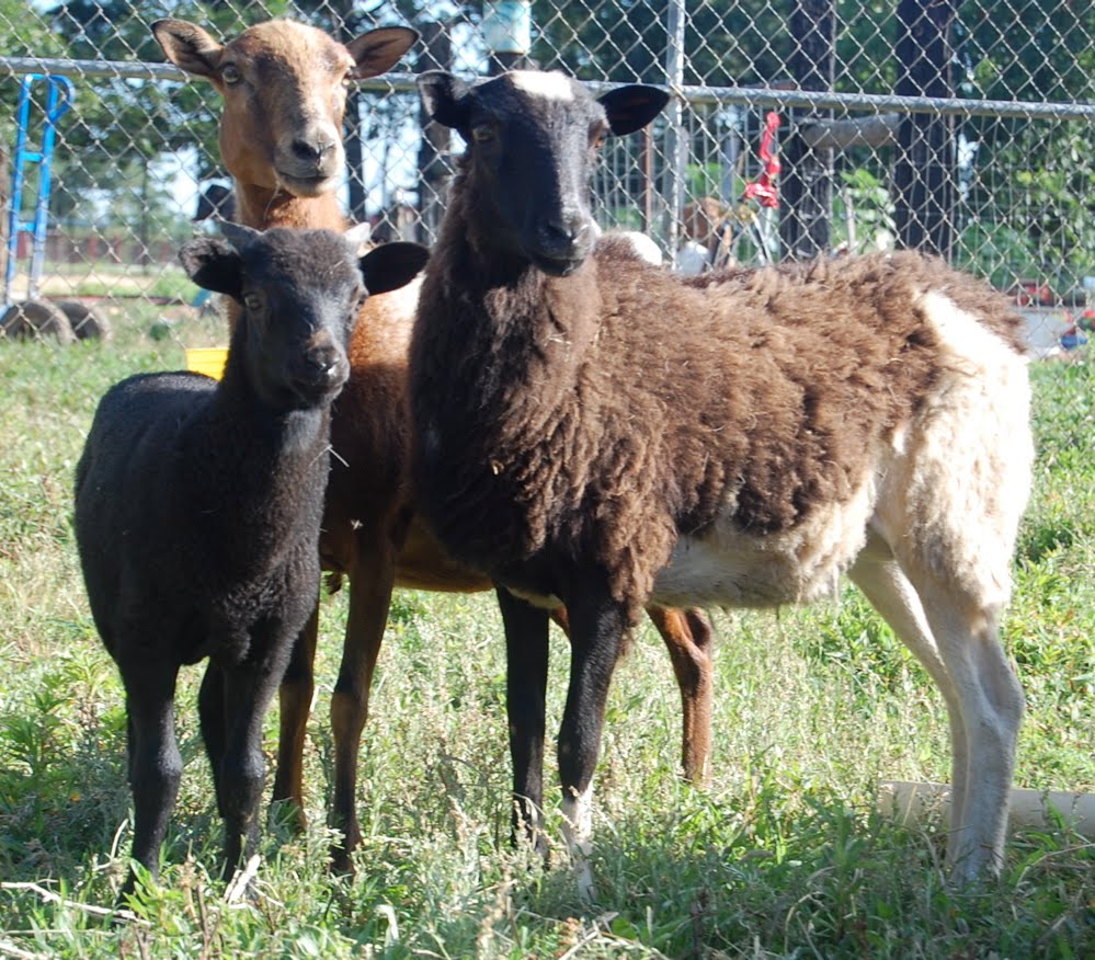 Good Goats New sheep, shearing, blueberries