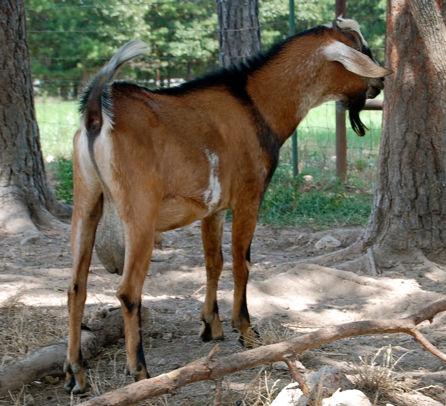 Good Goats bucks in rut, the pasture, life