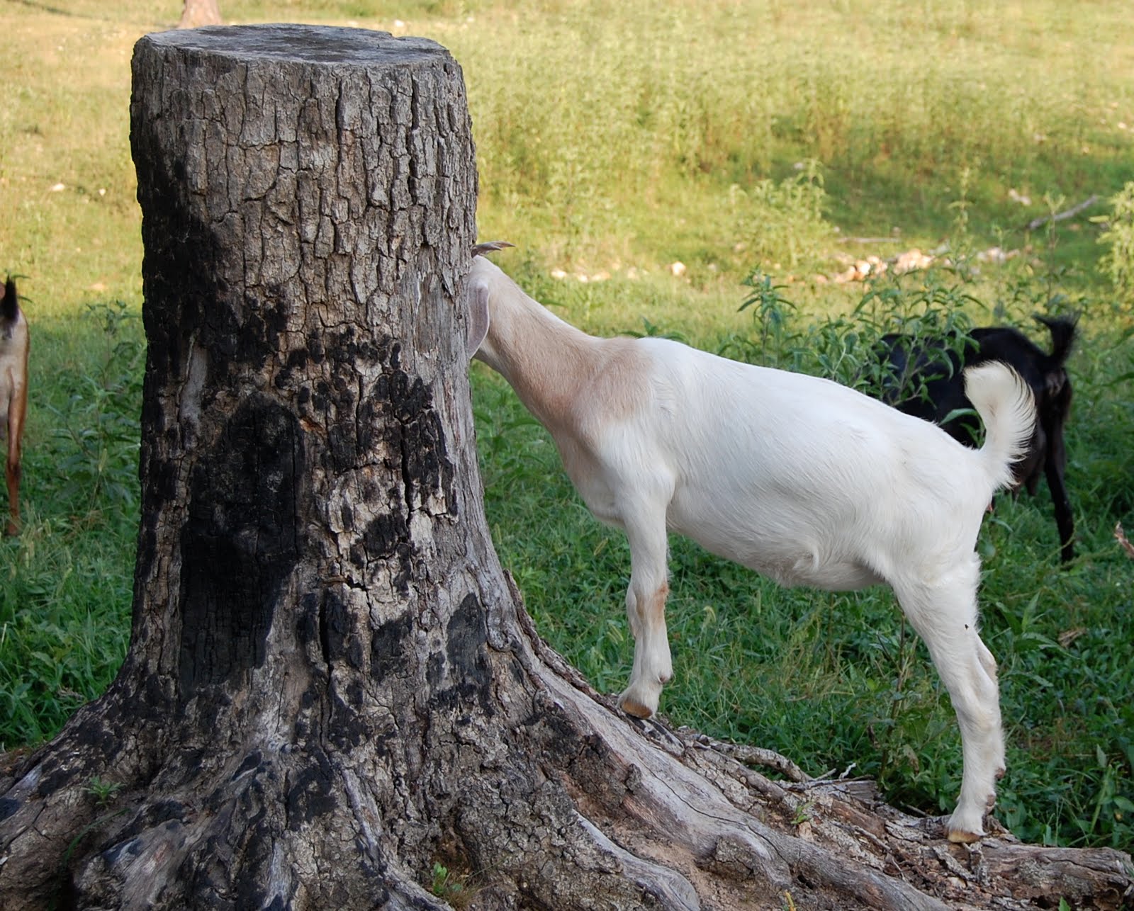 Good Goats bucks in rut, the pasture, life