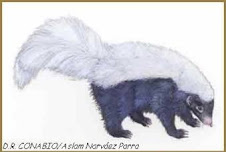 Conepatus leuconotus