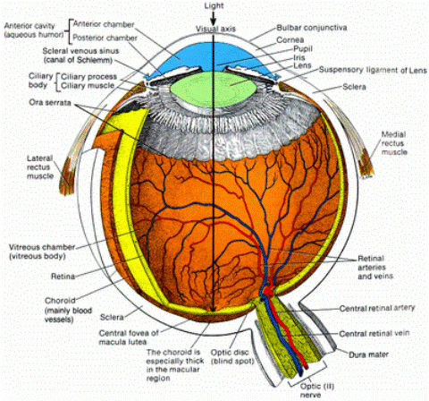 [eyeball-anatomy.gif]