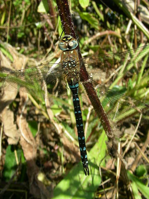 [Migrant+hawker.JPG]