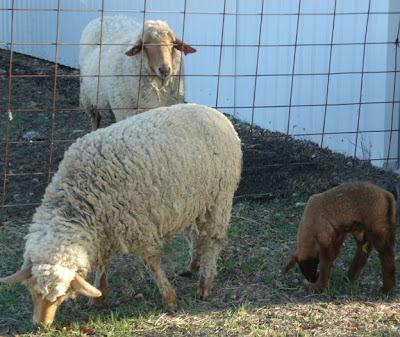 tunis sheep family