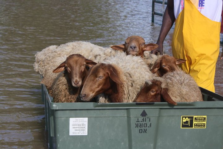 tunis sheep being saved