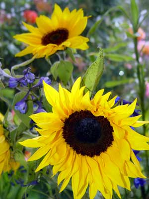 Around Britain Without A Plane: Sunflowers everywhere Around Britain Without A Plane: Sunflowers everywhere