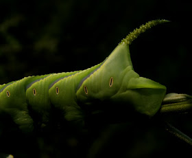 Rustic Sphinx Caterpillar We Believe What S That Bug