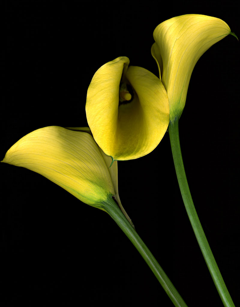 types of flowers calla types of flowers calla