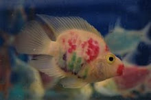 Lipstick Parrot Fish