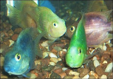 Color Parrot Fish 02