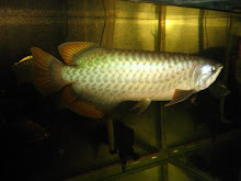 Banjar Red Arowana