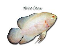 Albino Oscar