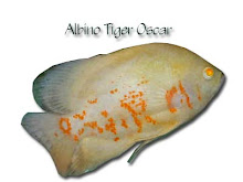 Albino Tiger Oscar