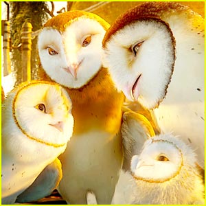 Barn Owl Soren
