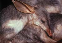 Bilbies