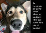 ENLACE PERMANETE A DAVID, EL PERRITO CHILENO VÍCTIMA DEL TSUNAMI