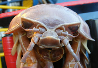 the-nastiest-creature-giant-isopod.jpg