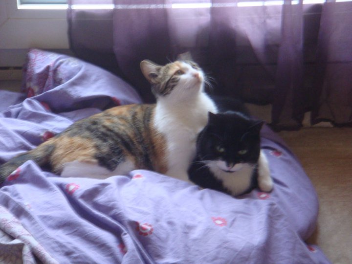 My cats