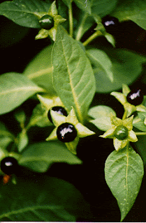 Atropa belladonna