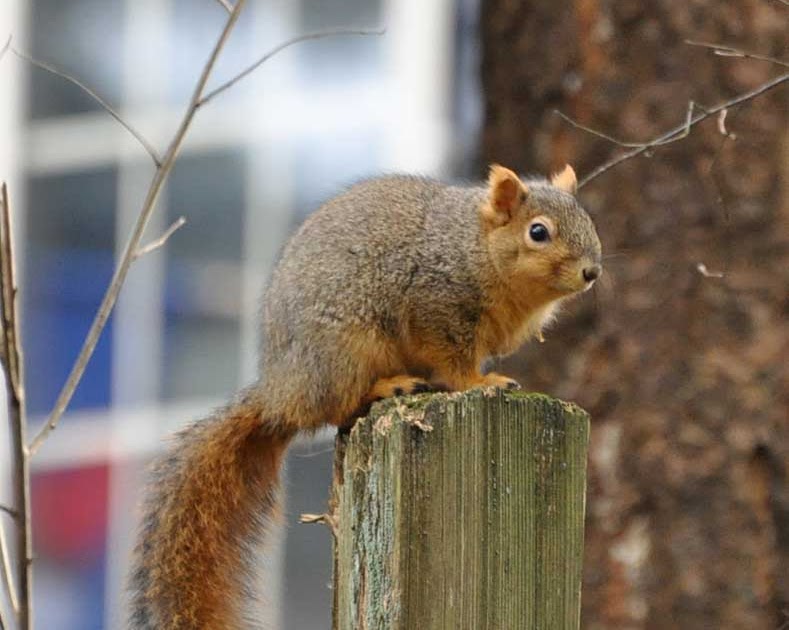 Orca Watcher Squirrels in Portland