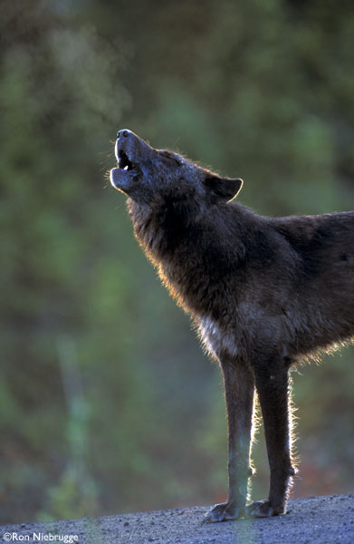[BLACK_WOLF_HOWL_STAND]