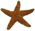 [starfish.jpg]
