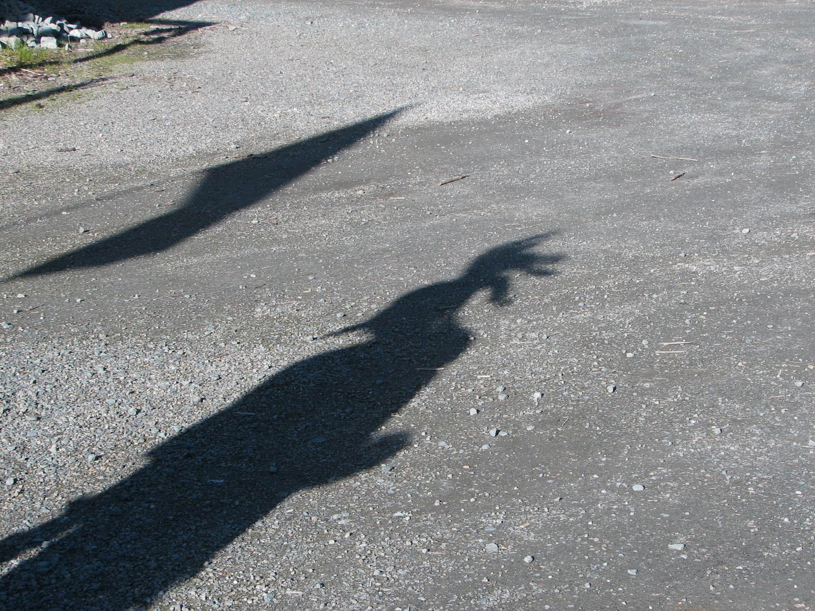 chicken shadow