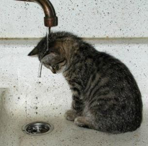 Perche I Gatti Bevono L Acqua Piovana Gatti Amici