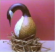 Canada Goose on Nest