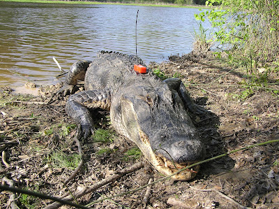 barnett ross answered