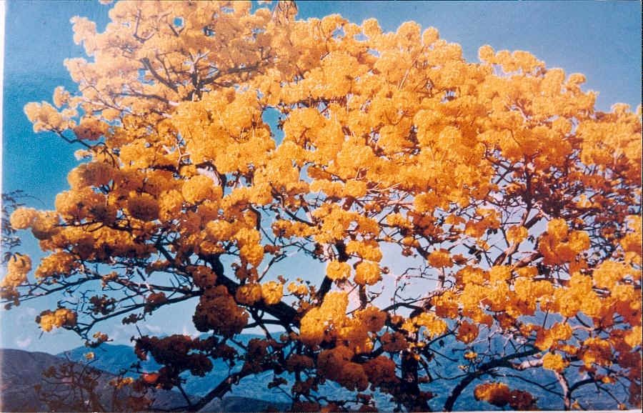 BOSQUE TROPICAL DEL PACIFICO FLORA