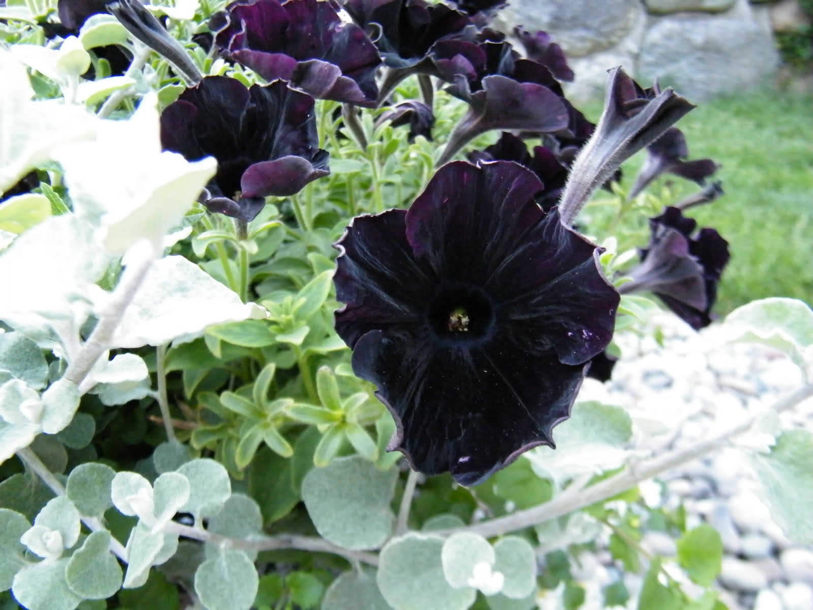 Proven Winners Colorchoice Plant Of The Week May 2017