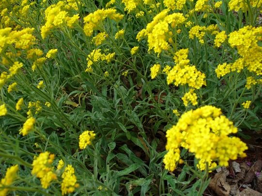 [P1070321+[OES-Horizontal].JPG]