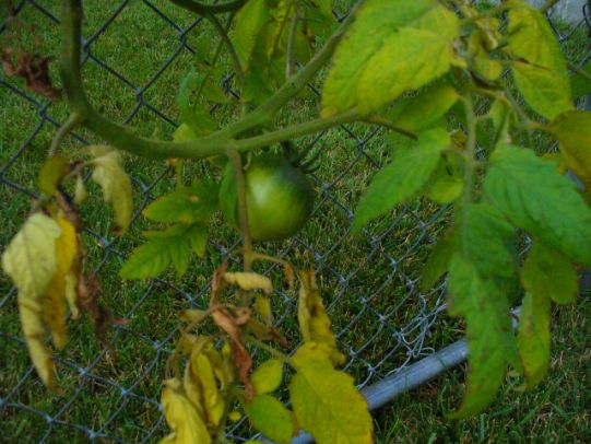 [P1070775+[OES-Horizontal].JPG]